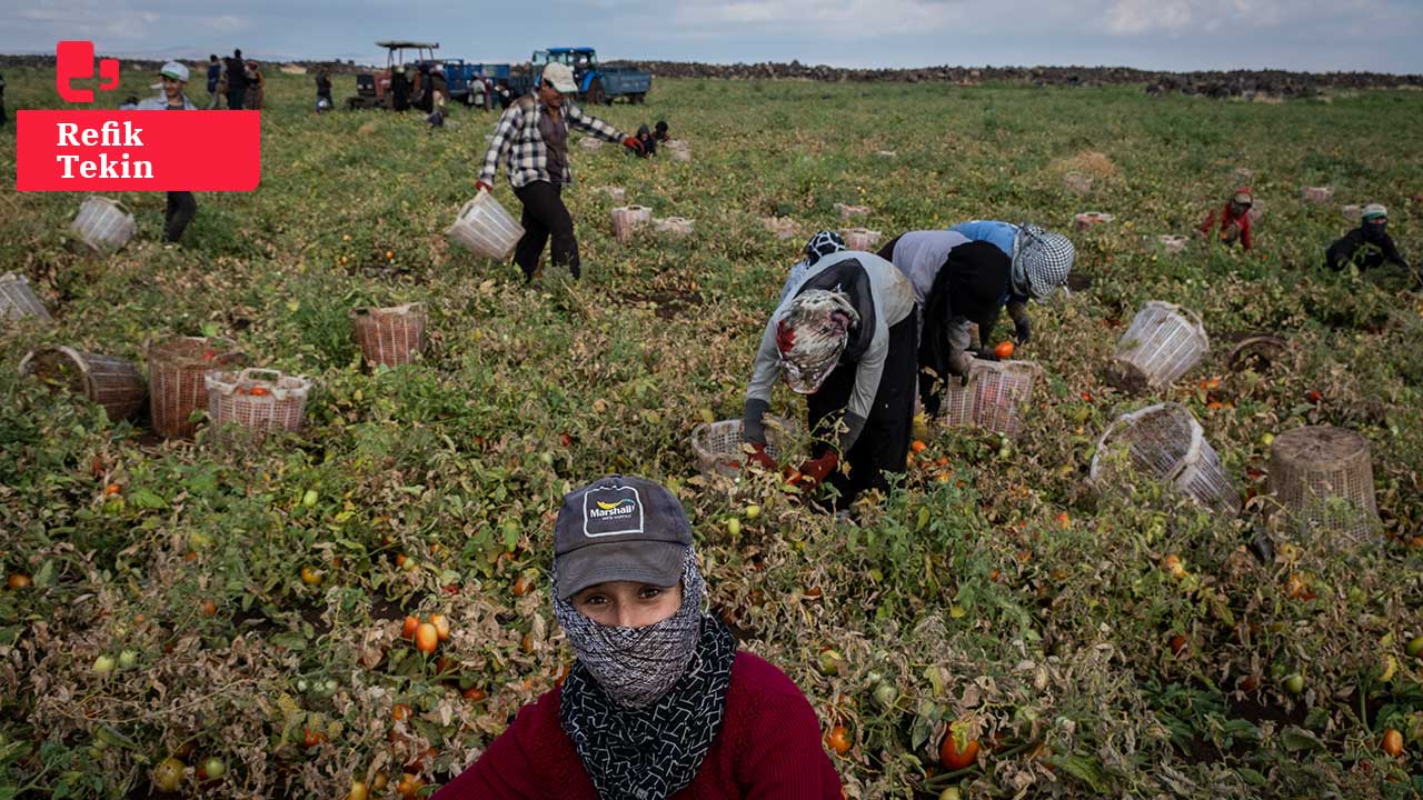 Tarladan mutfağa domatesin serüveni: Emeğin sergisi