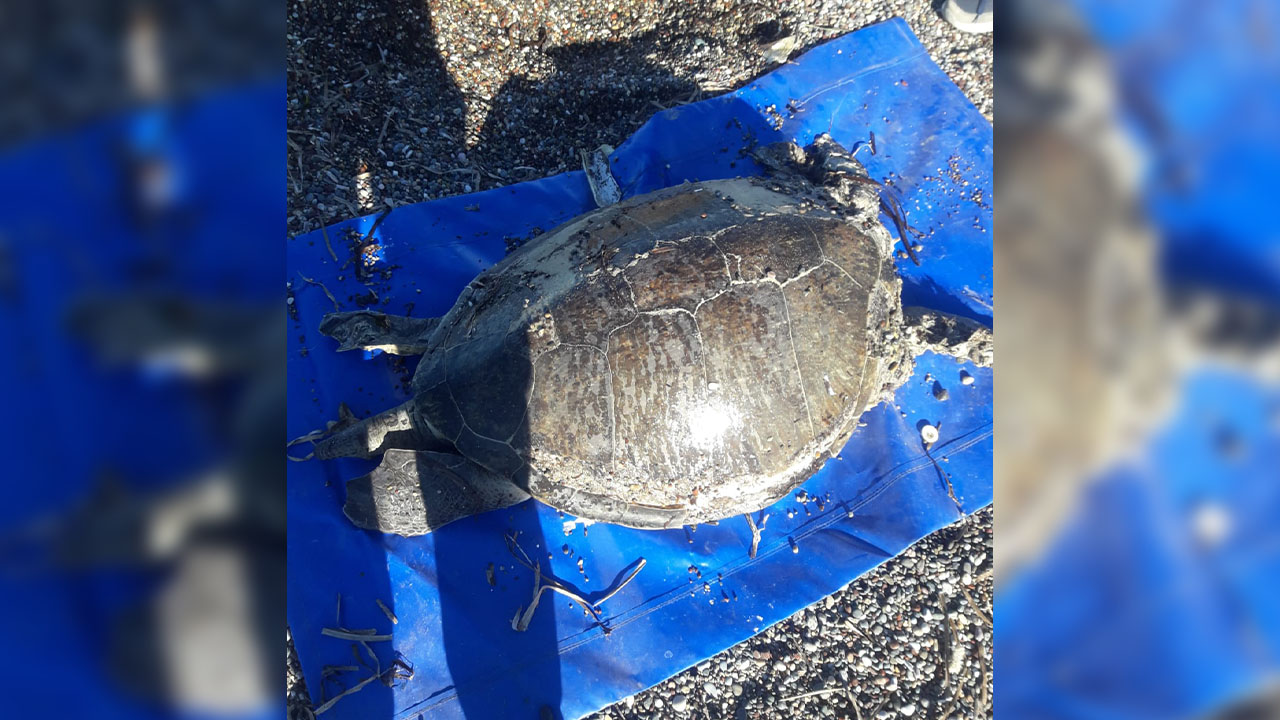 Datça'da caretta caretta ölü bulundu