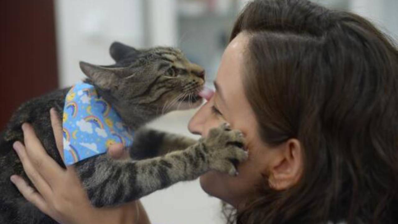 Kendi kendini hastaneye yatıran kedi ameliyat edildi: Ali Cabbar yuva bekliyor