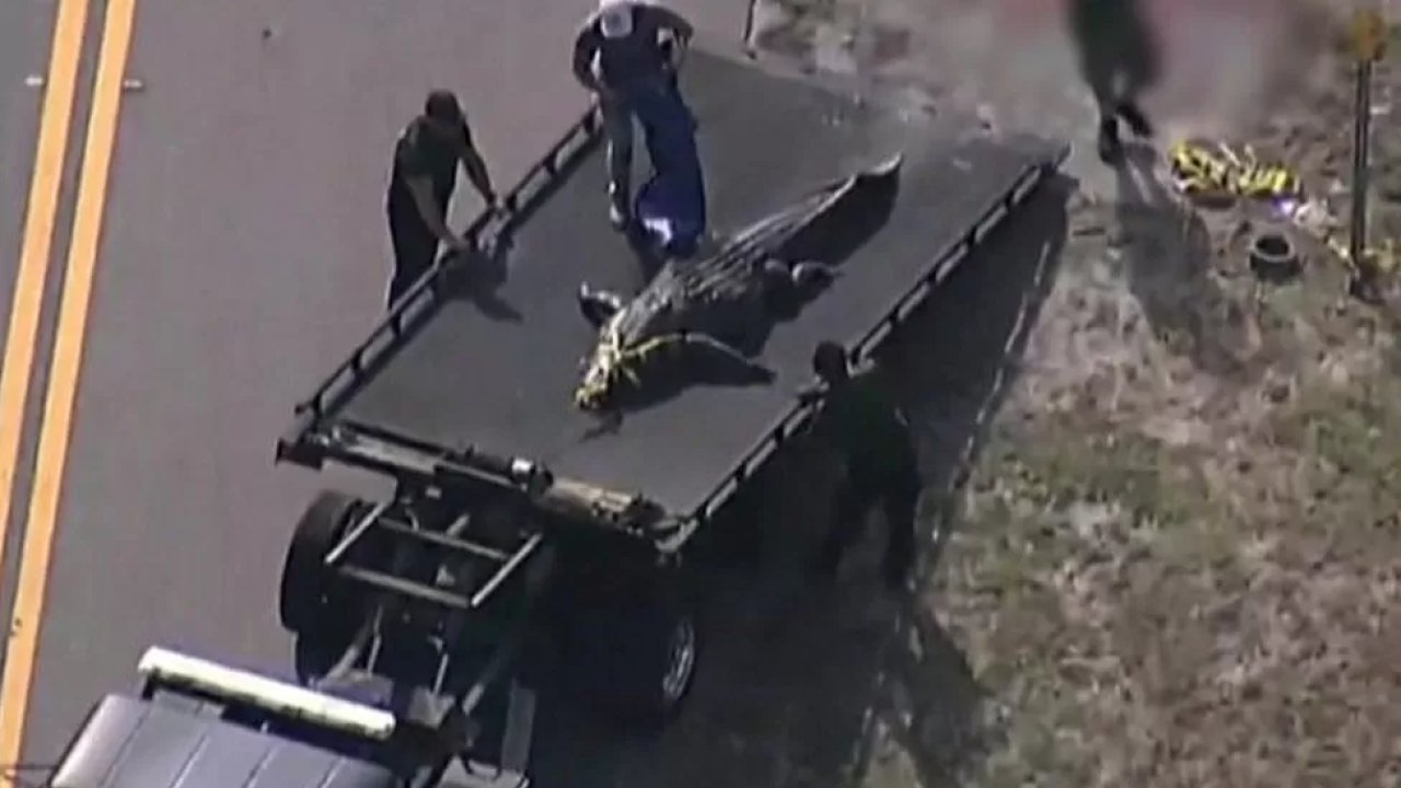 4 metrelik timsahın çenesinde cesedi bulunmuştu: 41 yaşındaki Floridalı kadının kimliği belirlendi