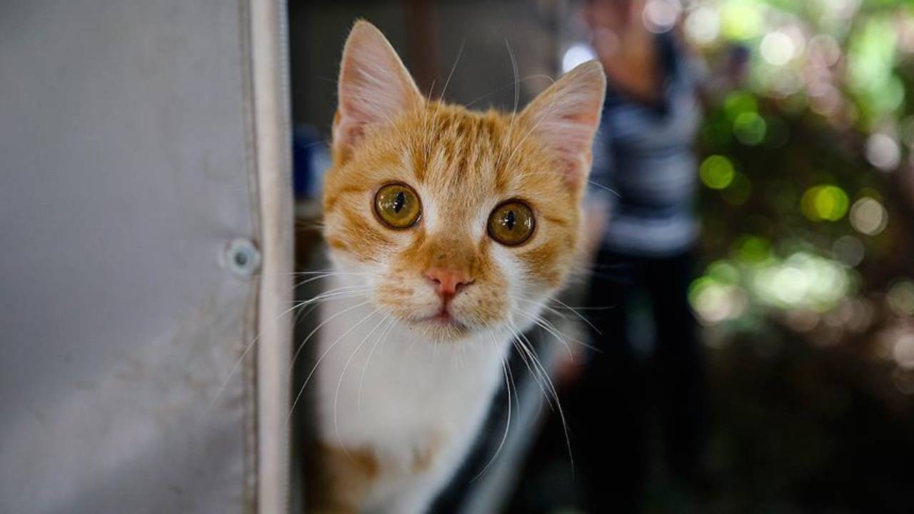 İngiltere'de evden kaçan kedi, 11 yıl aradan sonra sahibine kavuştu