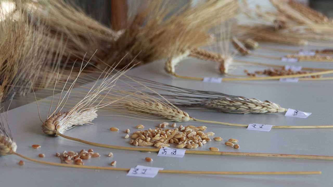 Prof. Dr. Karagöz: Türkiye'de buğday genetik çeşitliliğinin yüzde 92'sini kaybettik