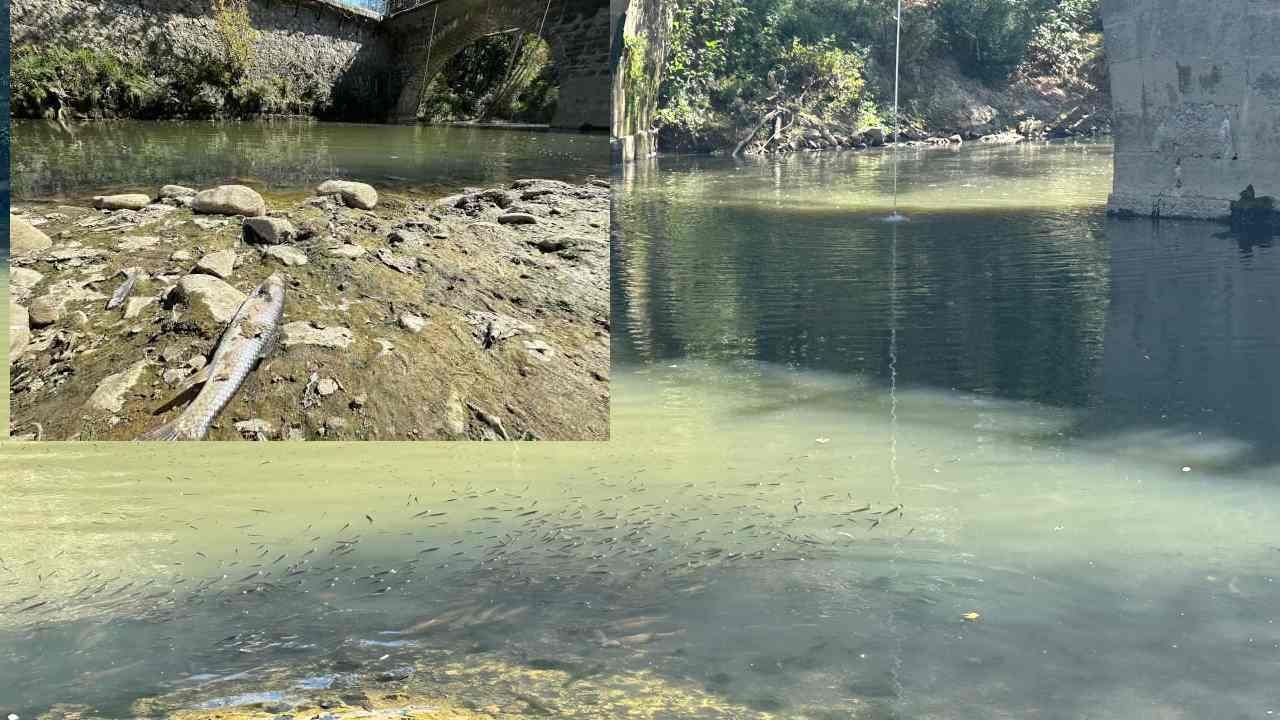 Bartın Irmağı’nda toplu balık ölümleri: Oksijen seviyesi düşüklüğü ve çözüm arayışları