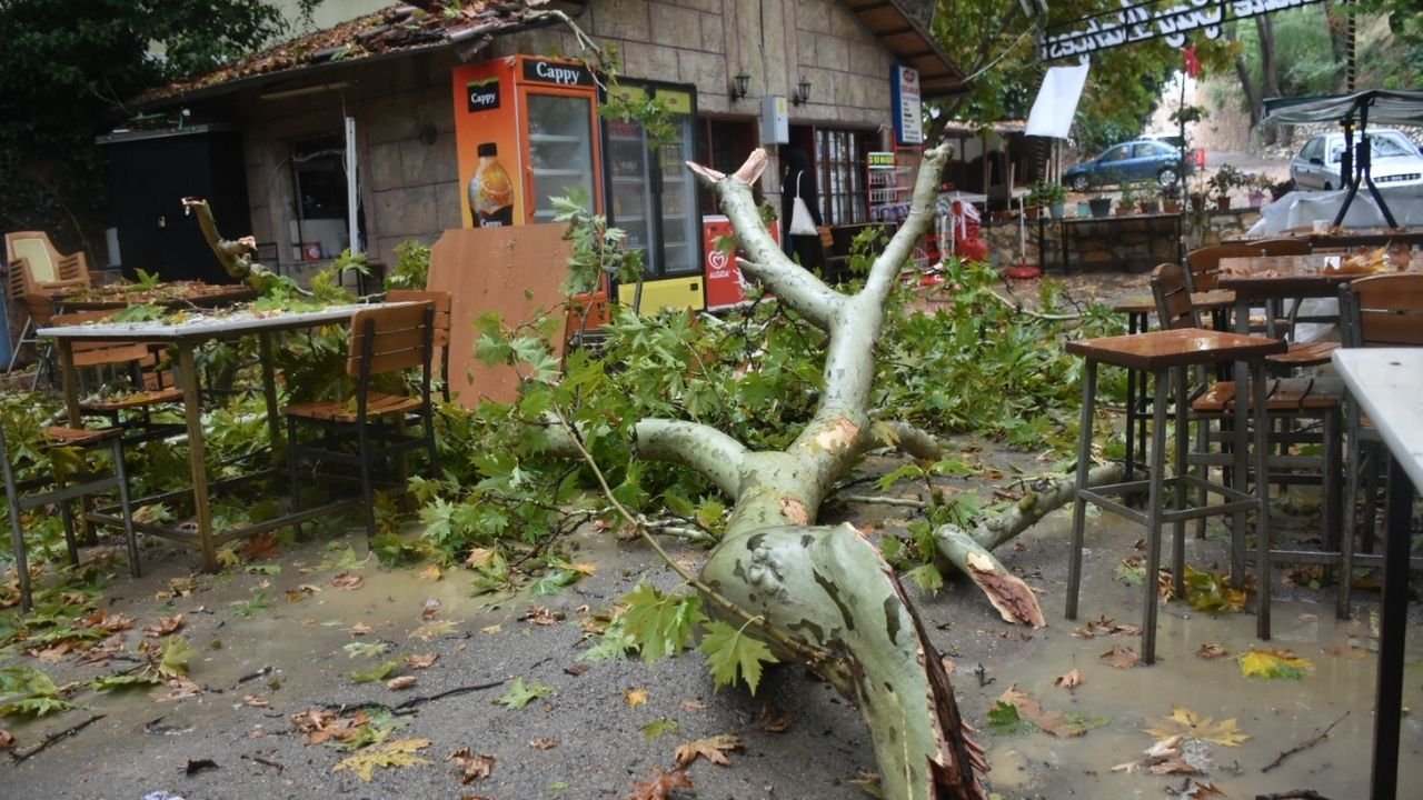 Aydın'da şiddetli yağış: Koruma altındaki ağacın 15 metrelik dalı çay bahçesine devrildi