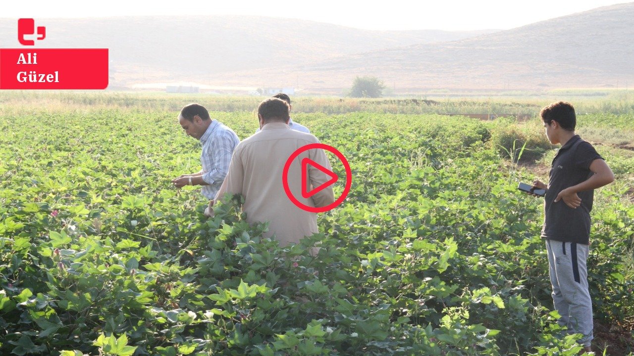 Urfa'da pamuk üretimi yüzde 20 azaldı: 'Taban fiyat en az 25 TL olmalı'