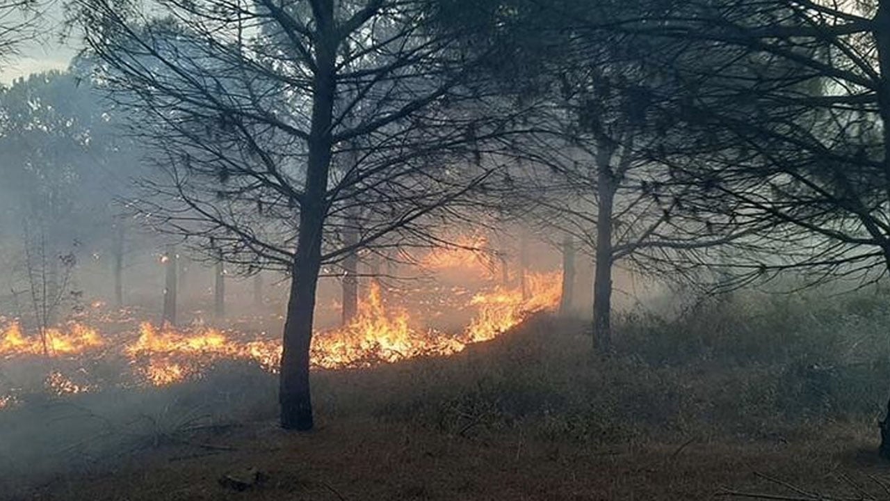 Biga’da orman yangını