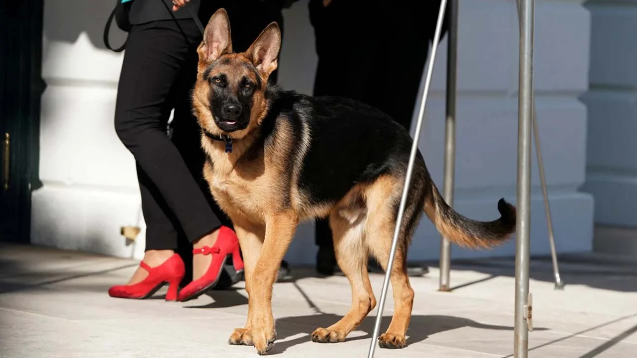 11 kişiyi ısırmıştı: Biden'ın köpeği 'Komutan' Beyaz Saray'dan uzaklaştırıldı