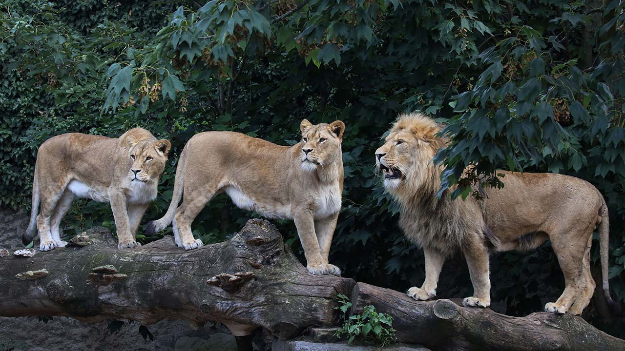 Araştırma: Hayvanlar, aslan kükremesinden insan sesine göre daha az korkuyor