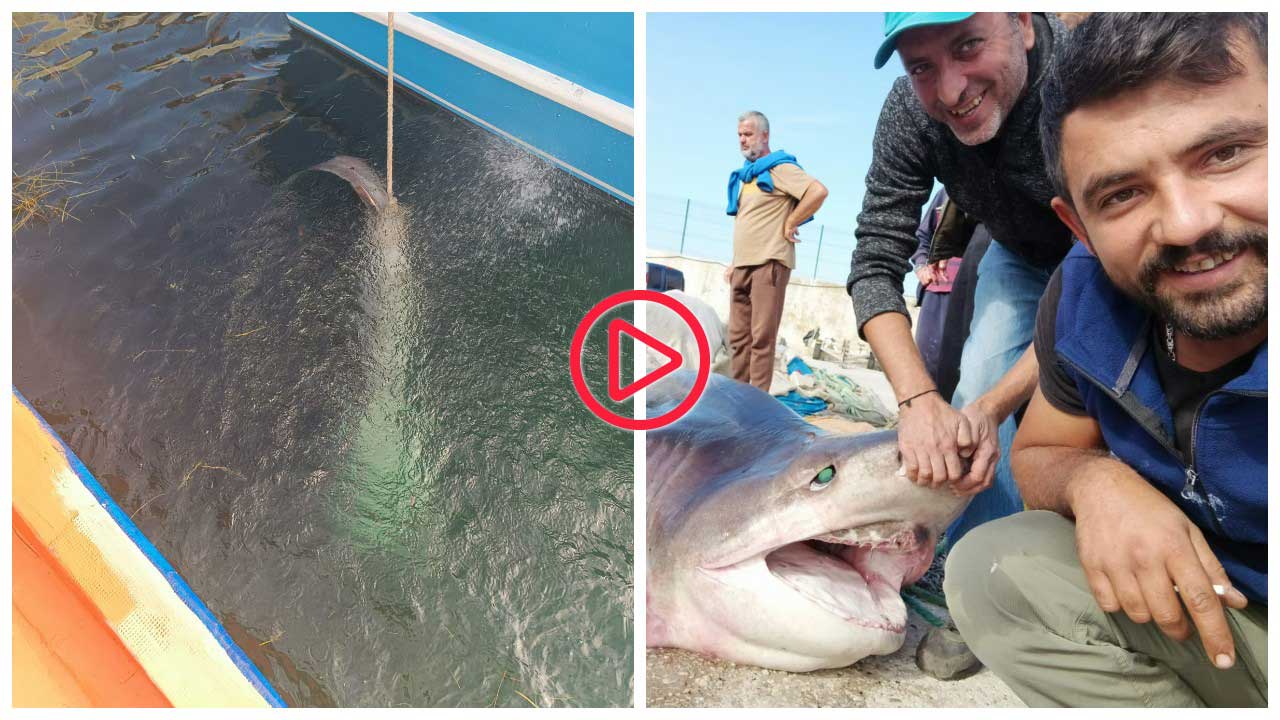 Teknesine çekemediği 4 metrelik köpek balığını, yüzdürerek iskeleye getirdi
