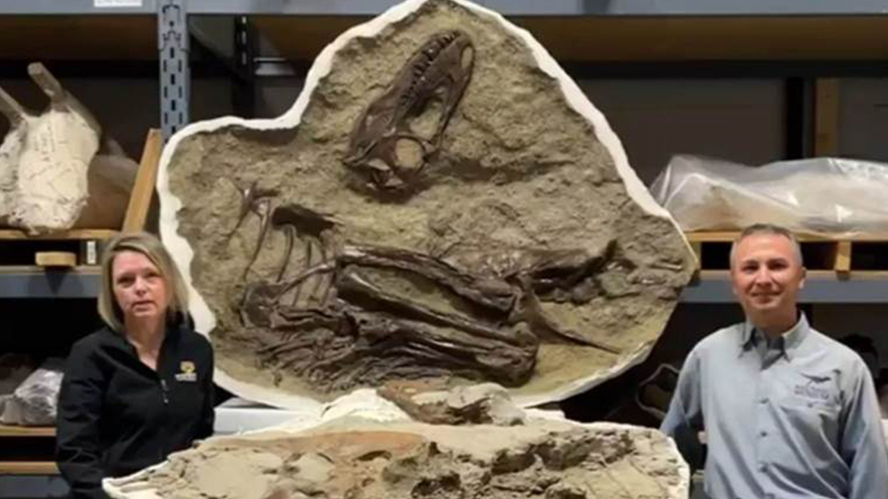 75 milyon yıllık dinozorun son yemeği: Daha küçük iki dinozorun arka ayakları