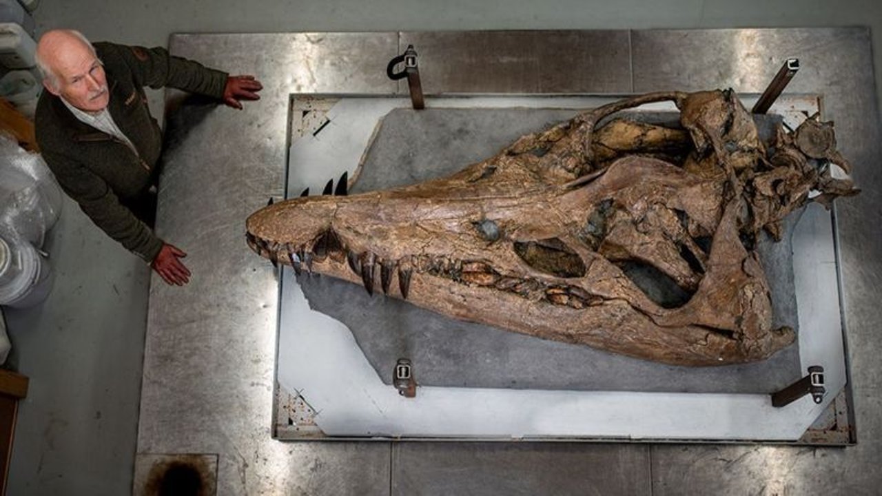 150 milyon yıl öncesine ait 'deniz canavarının' kafatası bulundu