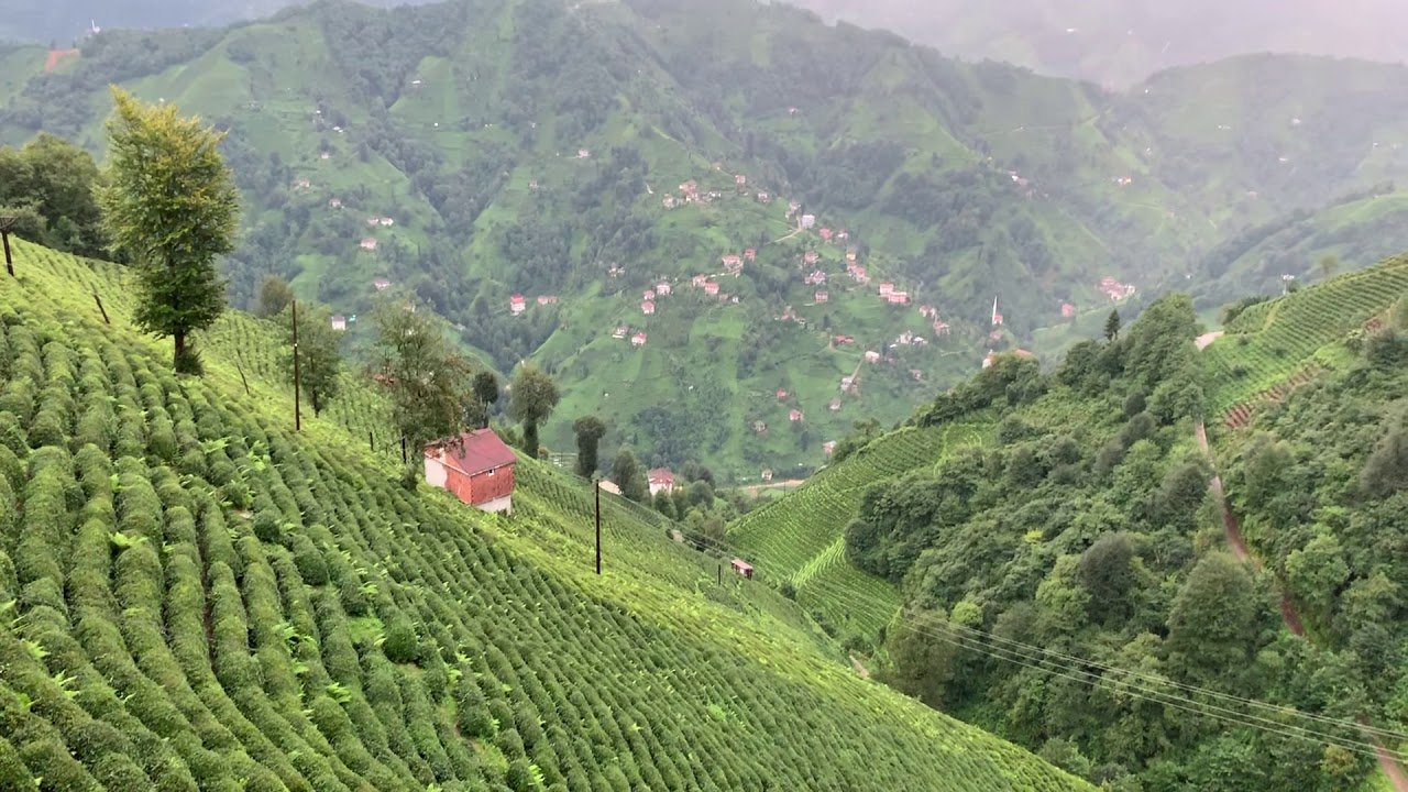 Rize'de çay ve fındık bahçelerine bakır madeni yapılacak