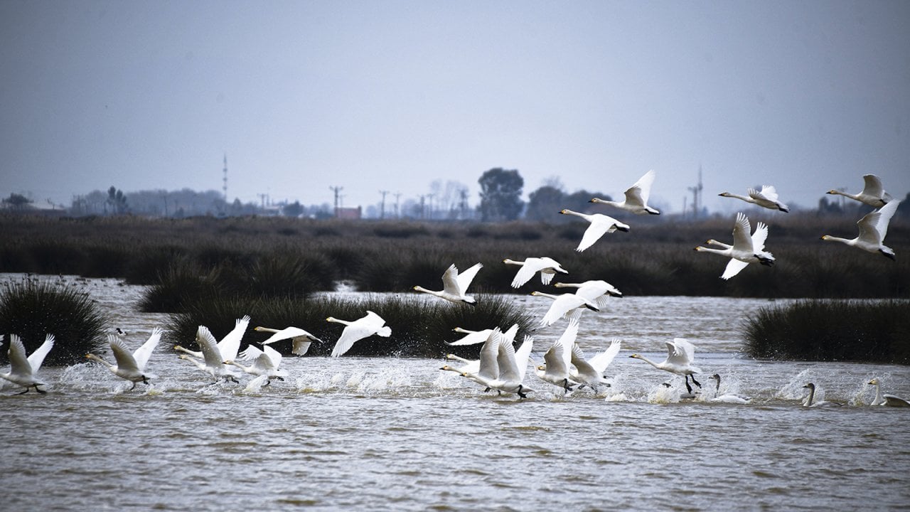 Kuğular kışı Kızılırmak Deltası’nda geçirecek