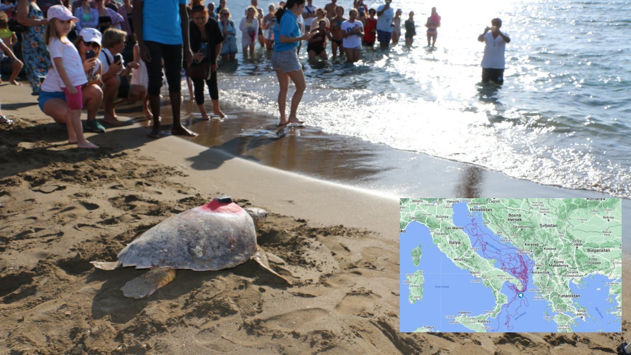 Akdeniz'in en uzun süre izlenen hayvanı Tuba'nın sinyali kesildi: Dalyan'a bekleniyor