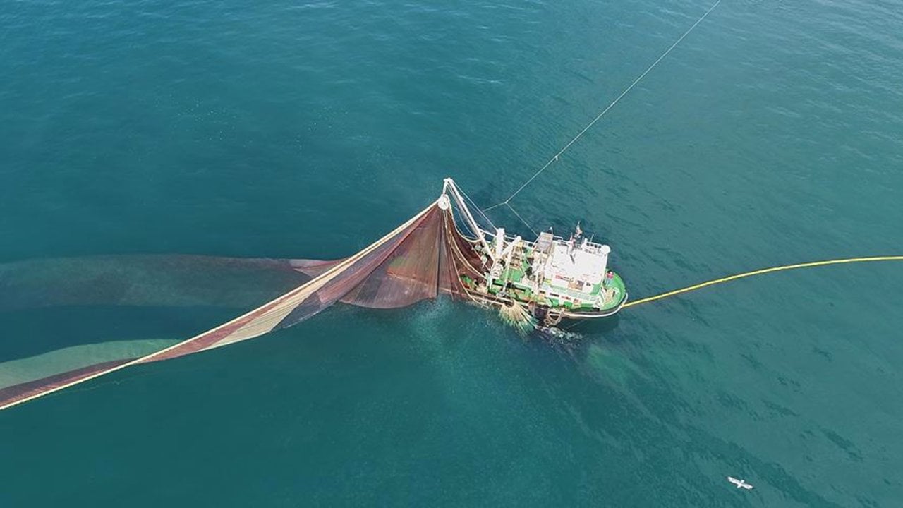 Karadeniz ısınıyor: Balık türleri azalıyor