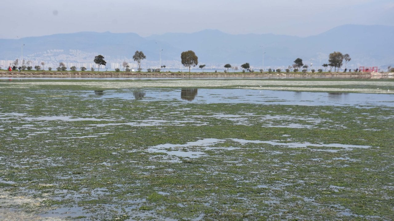 Çakalburnu Lagünü, marullarla kaplandı: Kuş cenneti için uyarı