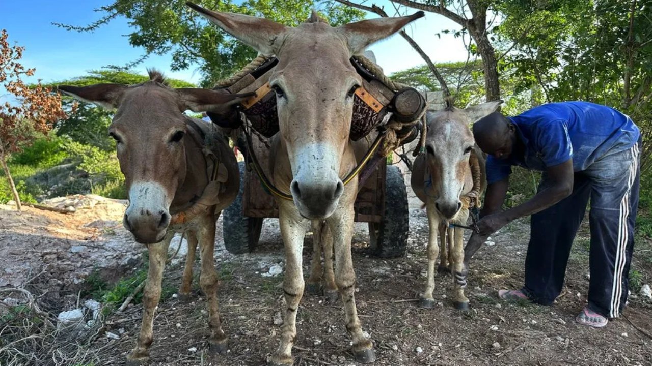 Afrika Birliği, Çin ilacı için eşek katliamına son verdi: 55 ülkede post ticareti yasaklandı