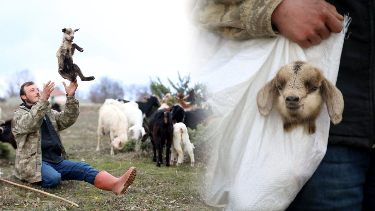 'Baharın habercileri': Yıldız Dağları eteklerinde yavru keçi sesleri yankılanıyor