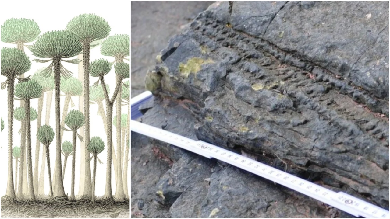 Dünyanın bilinen en yaşlı ağaçları, 390 milyon yıllık fosil ormanında bulundu