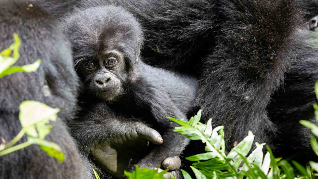 Yağmur ormanlarında koruma altındaki goril ailesi böyle görüntülendi