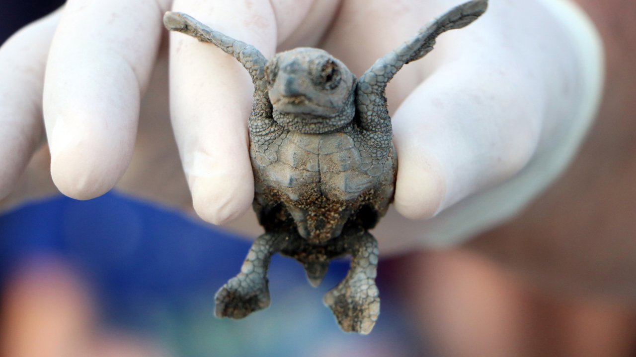 Antalya sahillerinde yuva yapacak deniz kaplumbağaları için önlem alındı: Hedef 3 bin 500'den fazla yavru