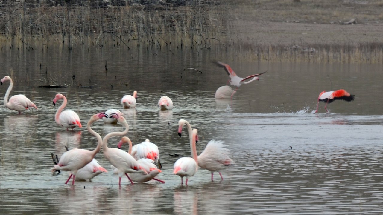 Baharın müjdecisi flamingolar, kuluçka için Tuz Gölü’ne gelmeye başladı