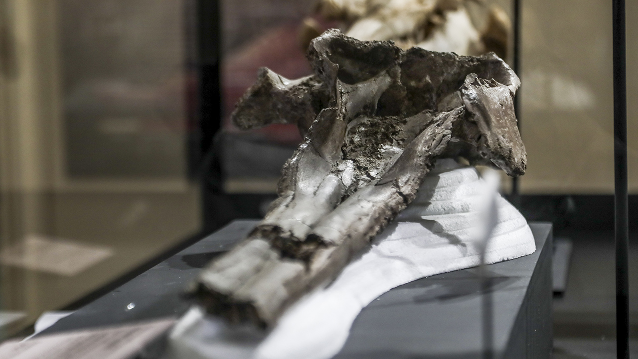 Peru'da dev yunusa ait 16 milyon yıllık kafatası bulundu