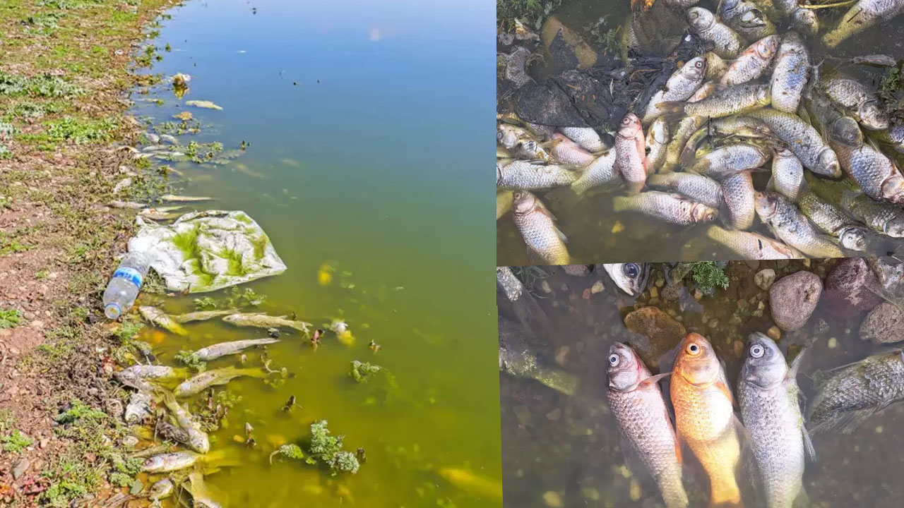 Diyarbakır'ın 'kuş cenneti'nde toplu balık ölümleri