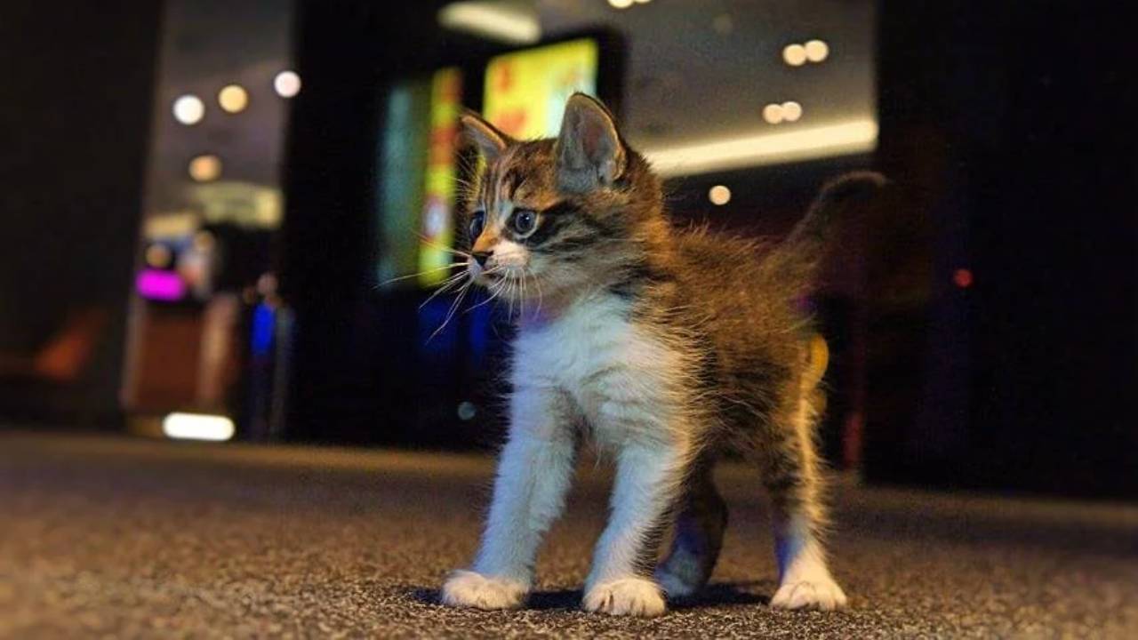 Ankara’da yavru kedi katliamı: 'Yargı mensupları hayvana şiddete, vahşete yatarı olan hapis cezası versin'
