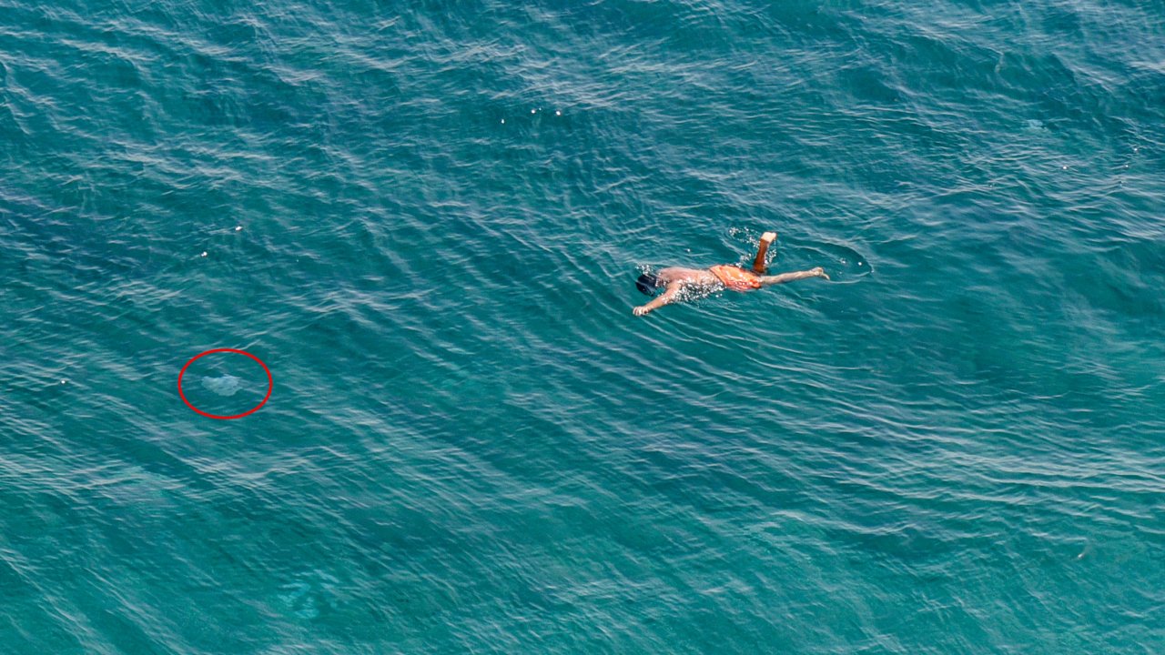 Antalya sahillerinde 'denizanası' tedirginliği