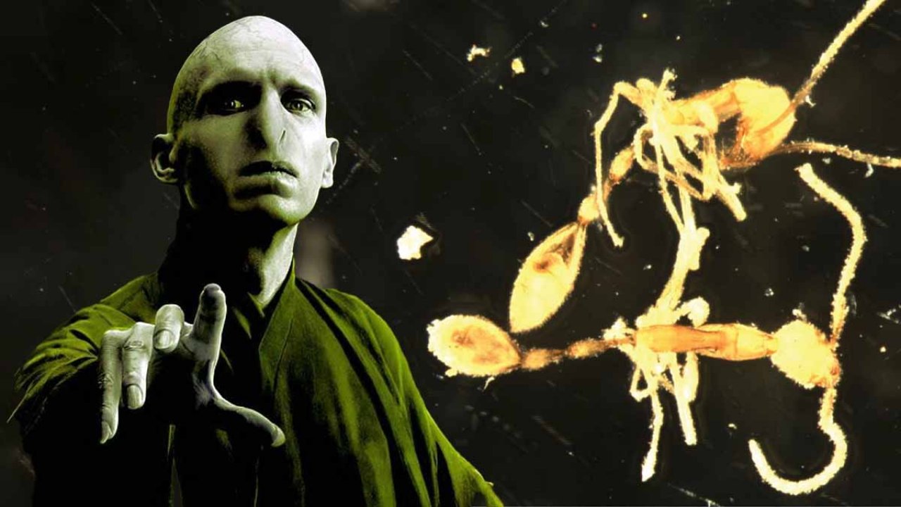 Harry Potter'ın 'Karanlık Lord'unun adı karınca türüne verildi: Leptanilla Voldemort