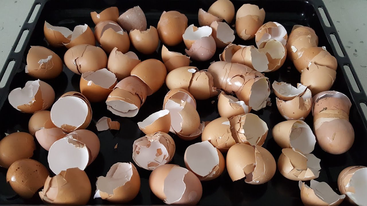 Yumurta kabuğuyla ilgili şaşırtıcı gerçekler. Meğer çöpe atarak büyük hata yapıyormuşuz