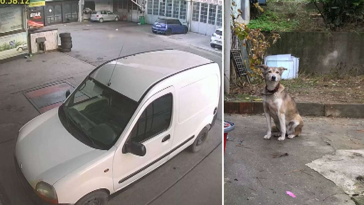 Sarıyer’de bir sürücü Tombik köpeği ezerek öldürdü: 'Bizim sokağımızın gülüydü'