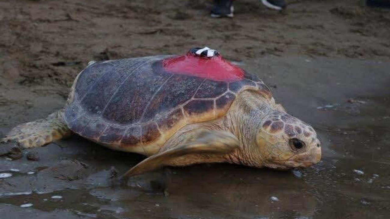 Donanımın pili bitti: Deniz kaplumbağası 'Tuba'dan 3 aydır sinyal alınamıyor