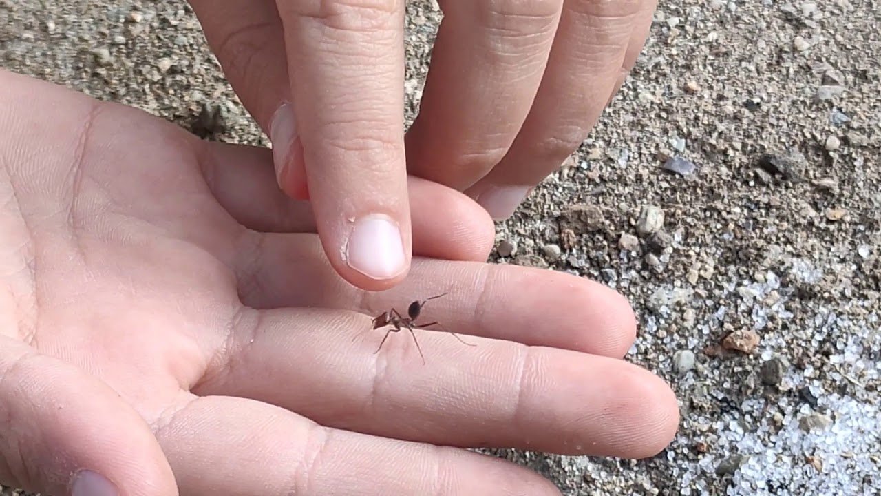 Karınca ve örümcekler eve işte bu yüzden geliyorlar! Doğal yoldan onları uzaklaştırmanın yolları