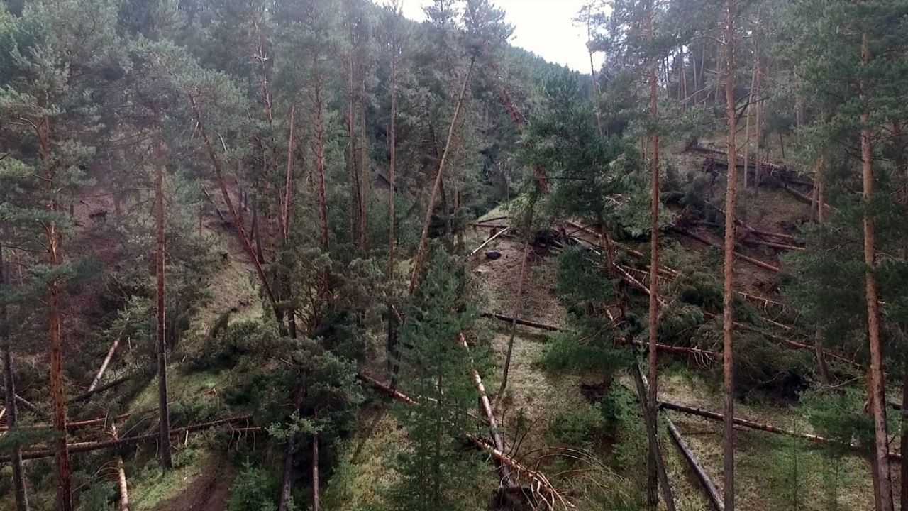 Sivas'ta hortum: Ormandaki çam ağaçları kökünden söküldü