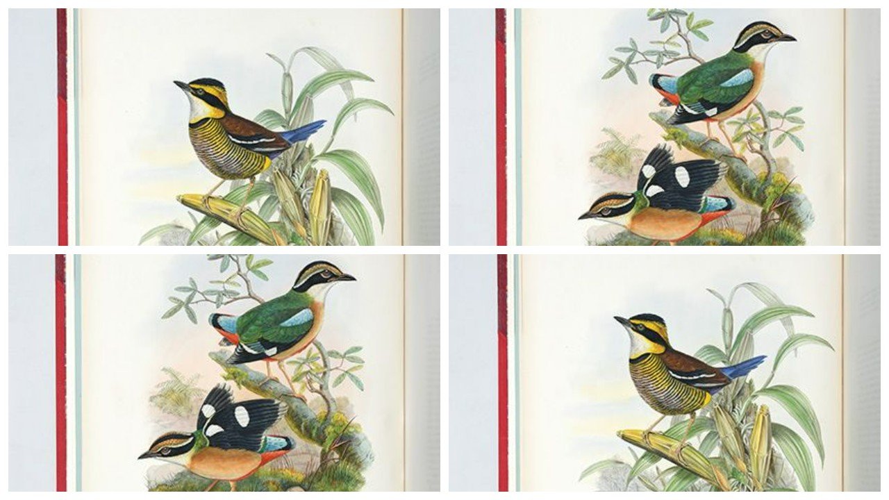Evrim teorisine katkı sağlayan 'Kuş Adam'ın kitabı satışa çıkıyor: Değeri 2 milyon sterlin