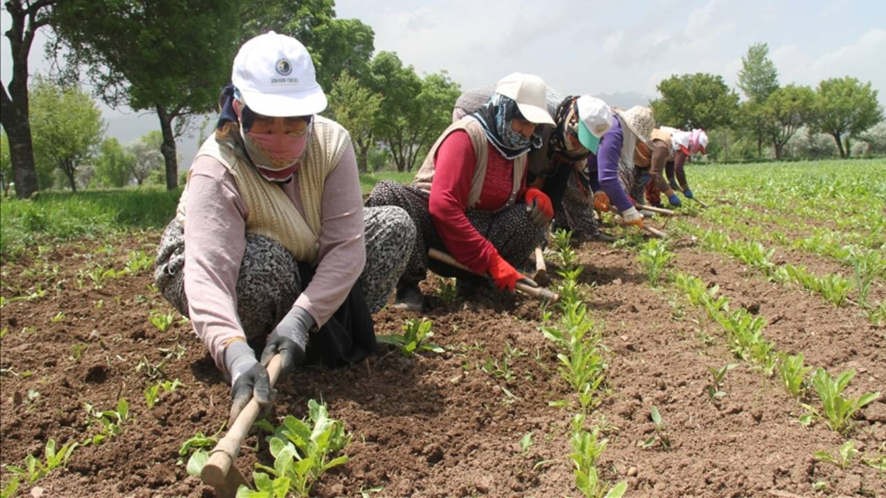 CHP'den tarım sektöründe çalışan kadınlar için kanun teklifi