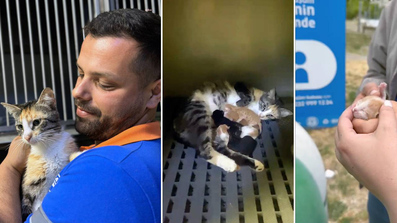 Geri dönüşüm kumbarasında mahsun kalan yavru kedileri kurtarıldı