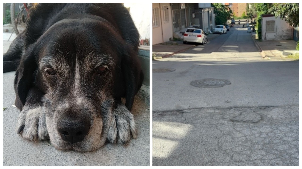 Ataşehir’de sokakta uyuyan köpeği ezip kaçtı