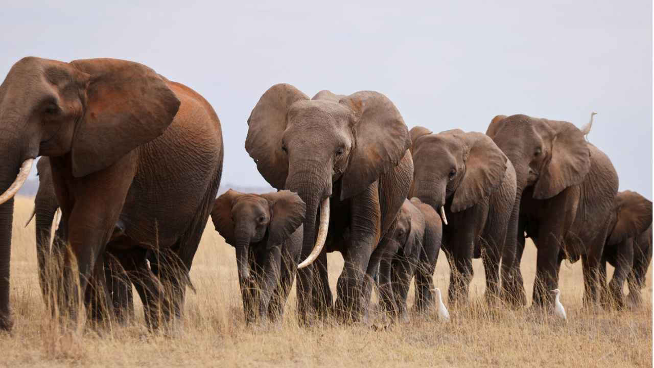 Filler de selamlaşır: Cinsiyet ve gruptaki yerine göre üslup değiştiriyorlar