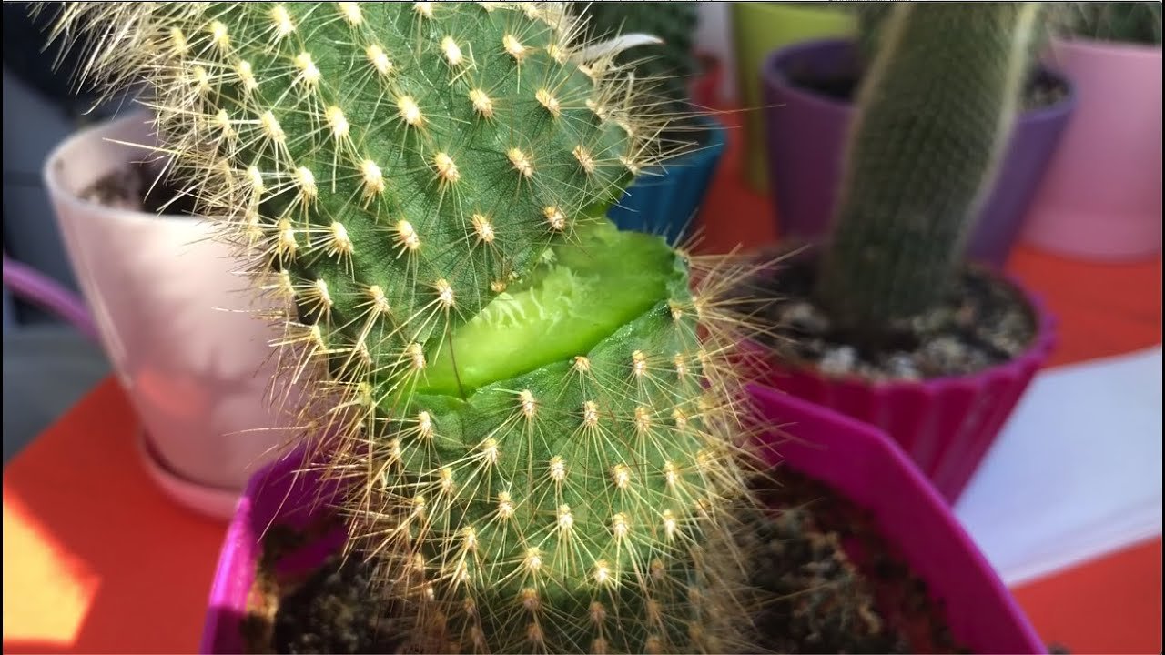 Kaktüs nasıl çoğaltılır? Evinizi kaktüs  bahçesine çevirmek için bilmeniz gereken tüyo