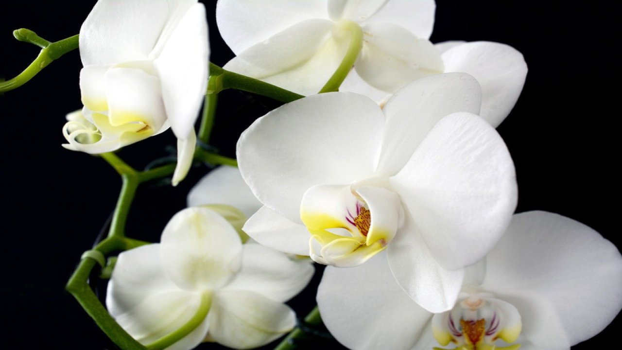 Doğru yöntemlerle çiçek açmasını sağlamak mümkün! Orkideyi açtıran tüyo