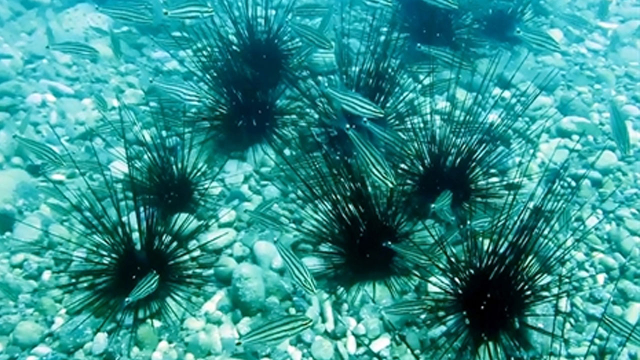Antalya’da hastalık nedeniyle nesli biten denizkestaneleri yeniden çoğaldı