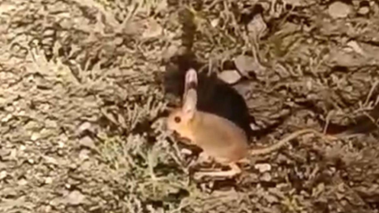 Antalya'da nesli tükenmekte olan kanguru faresi görüntülendi