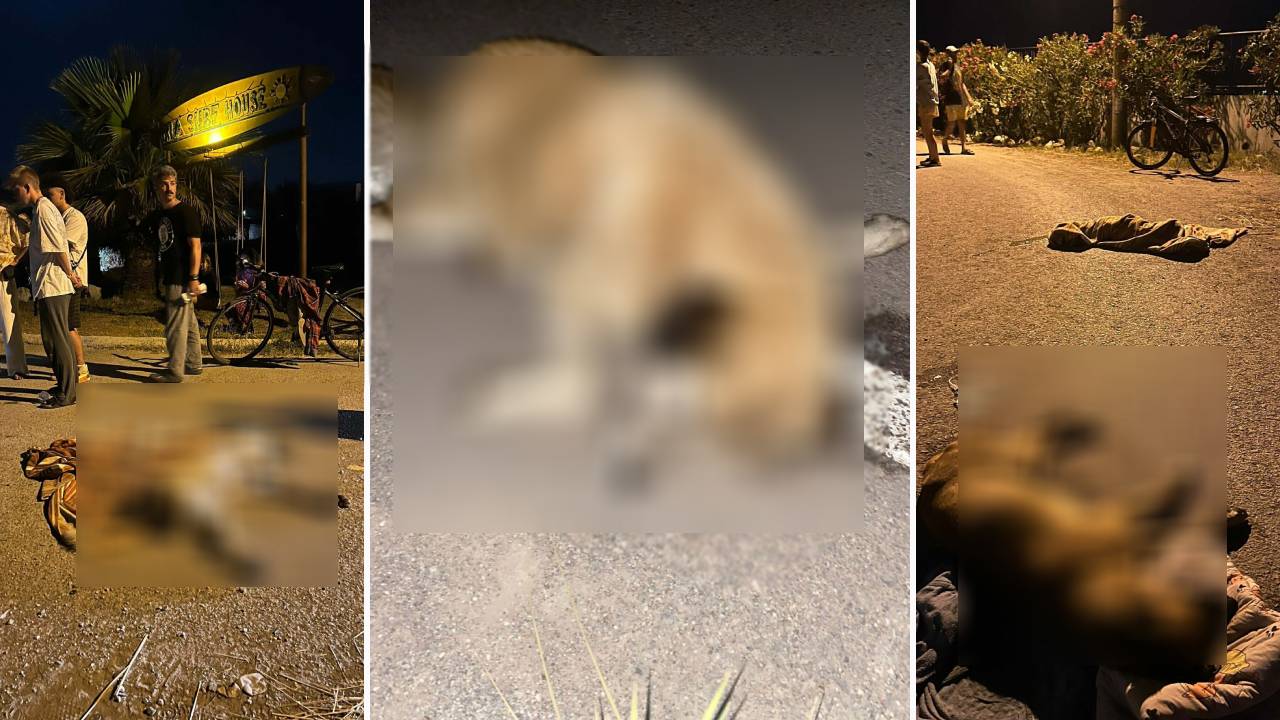 İzmir'de altı köpek zehirlenerek katledildi: 'Sayı artabilir'
