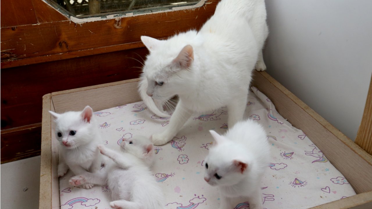 Koruma altındaki Van kedileri, birinci doğum döneminde 70 yavru doğurdu