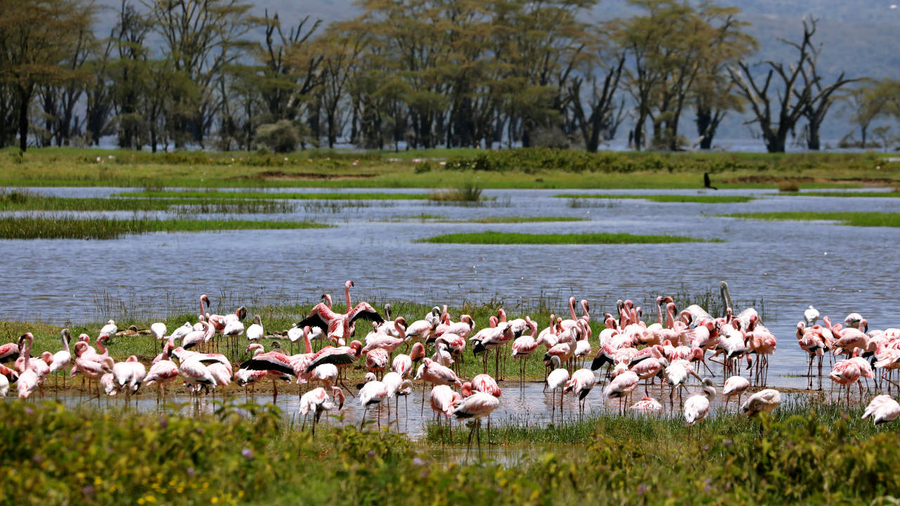 Hindistan'da yolcu uçağı flamingo sürüsüne çarptı: 36 kuş öldü