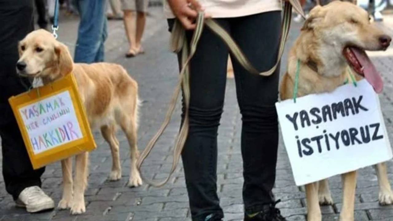 TBB'den AKP'nin köpeklere yönelik katliam düzenlemesine tepki: 'Ülkemiz tarihinde görülmemiş bir hayvan katliamı yaşanacak'