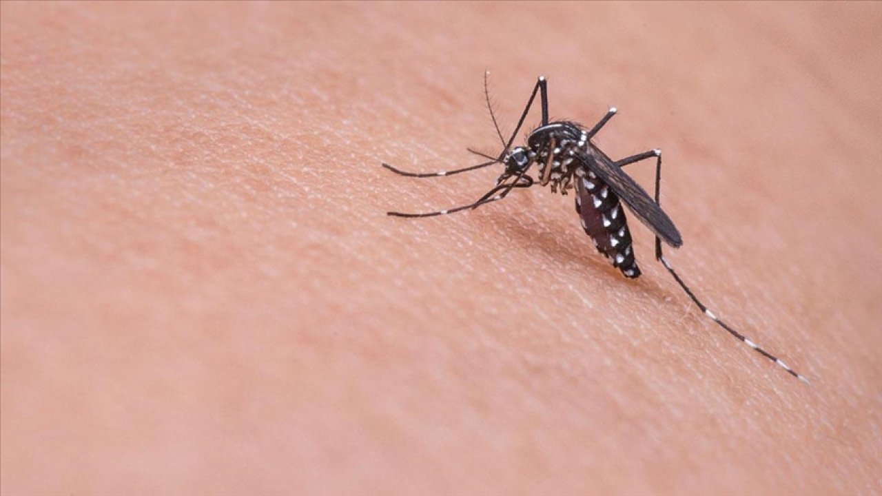 Böcek ve sivrisinek ısırıklarına bir miktar sürün, anında sivri sinek ısırığının acısı yok oluyor